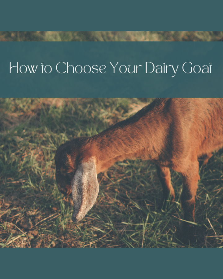 Choosing The Right Dairy Goat for Your Needs