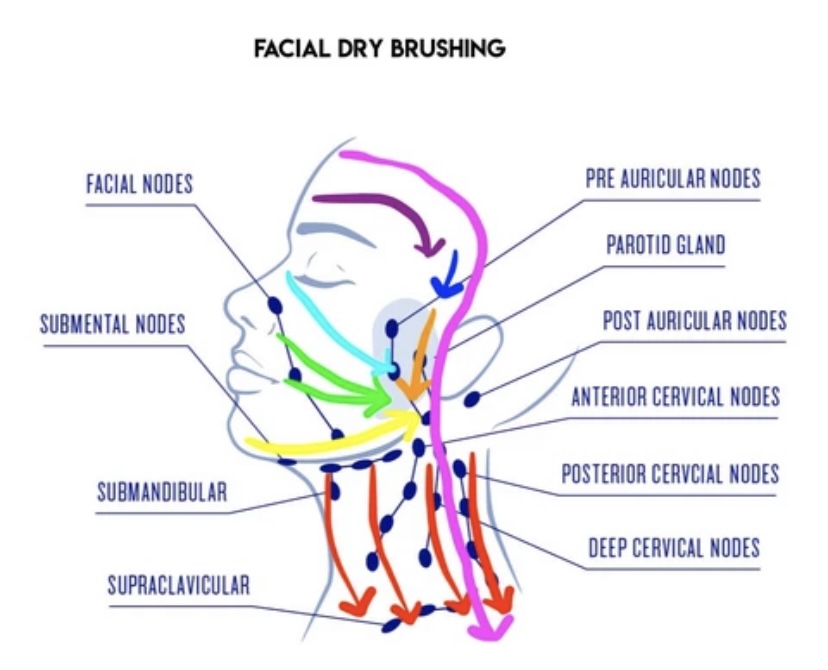 lymphatic vessels in the face