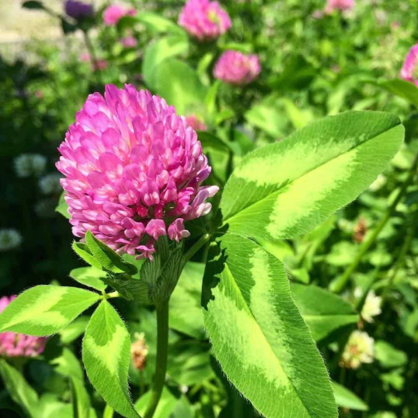 red clover 