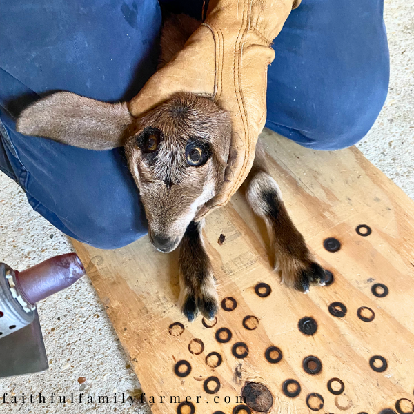 disbudding a baby goat