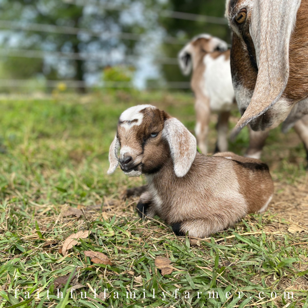 blue eyed baby goat with momma goat