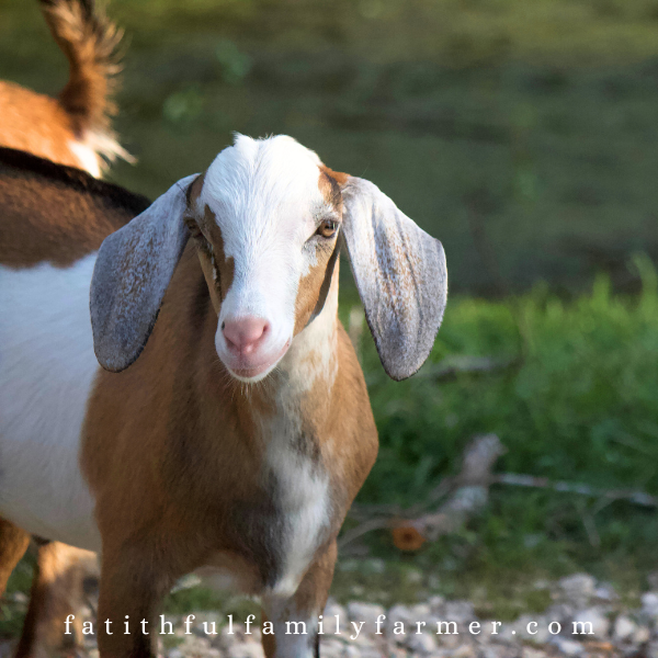 flashy baby goat