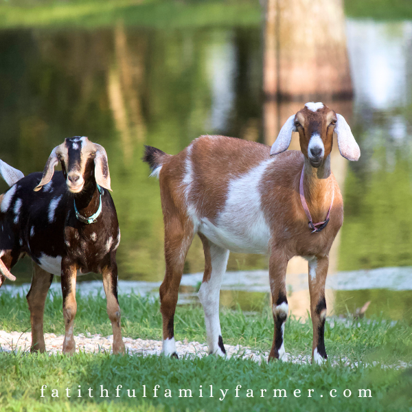 pregnant goats outside